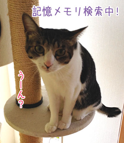 ガルちゃん猫カフェ18号店 開店しました♪ (初めての方も大歓迎！)