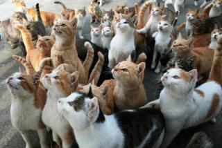 ガルちゃん猫カフェ18号店 開店しました♪ (初めての方も大歓迎！)