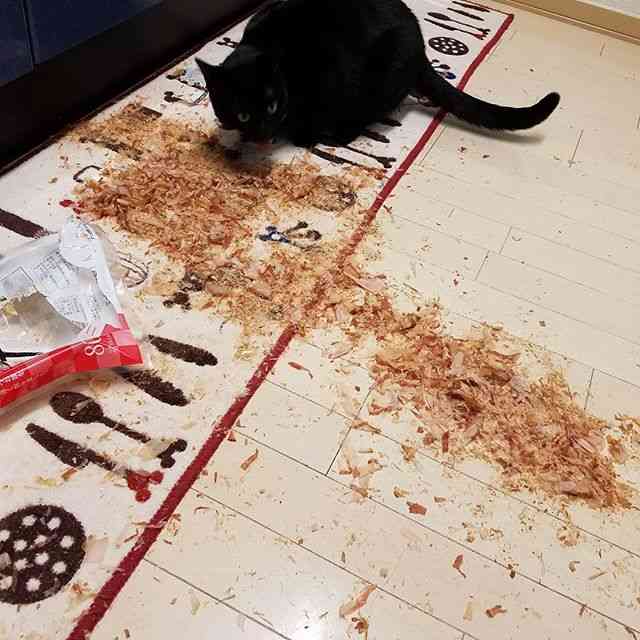 ガルちゃん猫カフェ18号店 開店しました♪ (初めての方も大歓迎！)