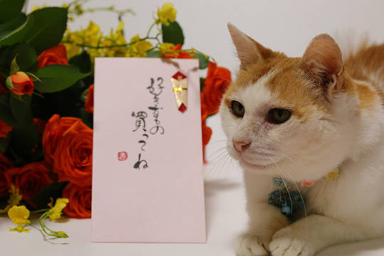 ガルちゃん猫カフェ18号店 開店しました♪ (初めての方も大歓迎！)