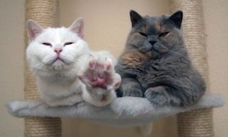ガルちゃん猫カフェ18号店 開店しました♪ (初めての方も大歓迎！)