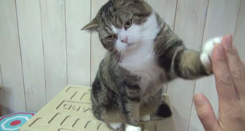 ガルちゃん猫カフェ18号店 開店しました♪ (初めての方も大歓迎！)