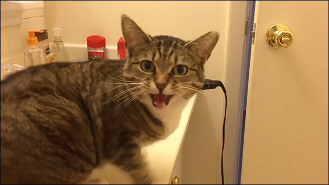ガルちゃん猫カフェ18号店 開店しました♪ (初めての方も大歓迎！)