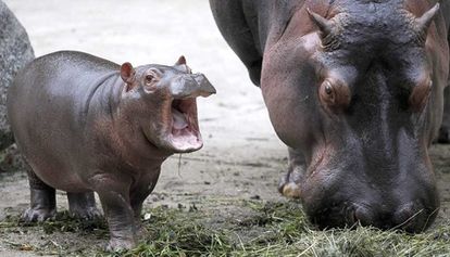 【画像】動物の子供達