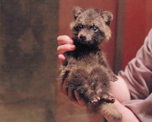 【画像】動物の子供達