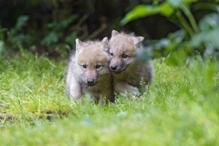 【画像】動物の子供達