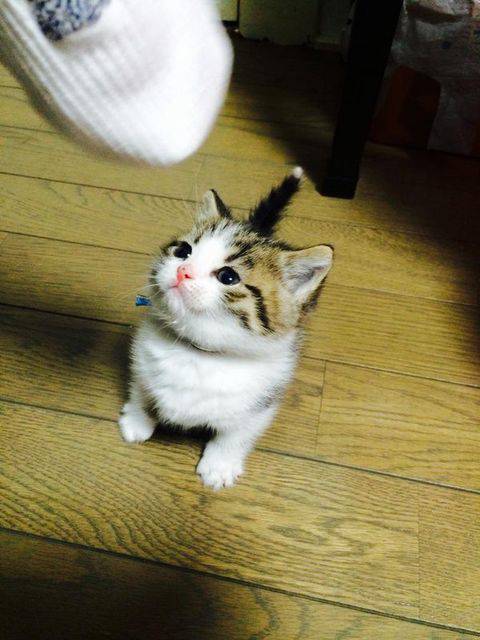 【画像】動物の子供達