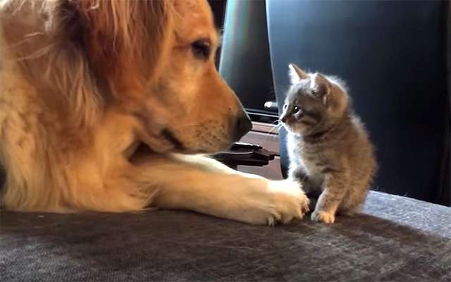 【画像】動物の子供達