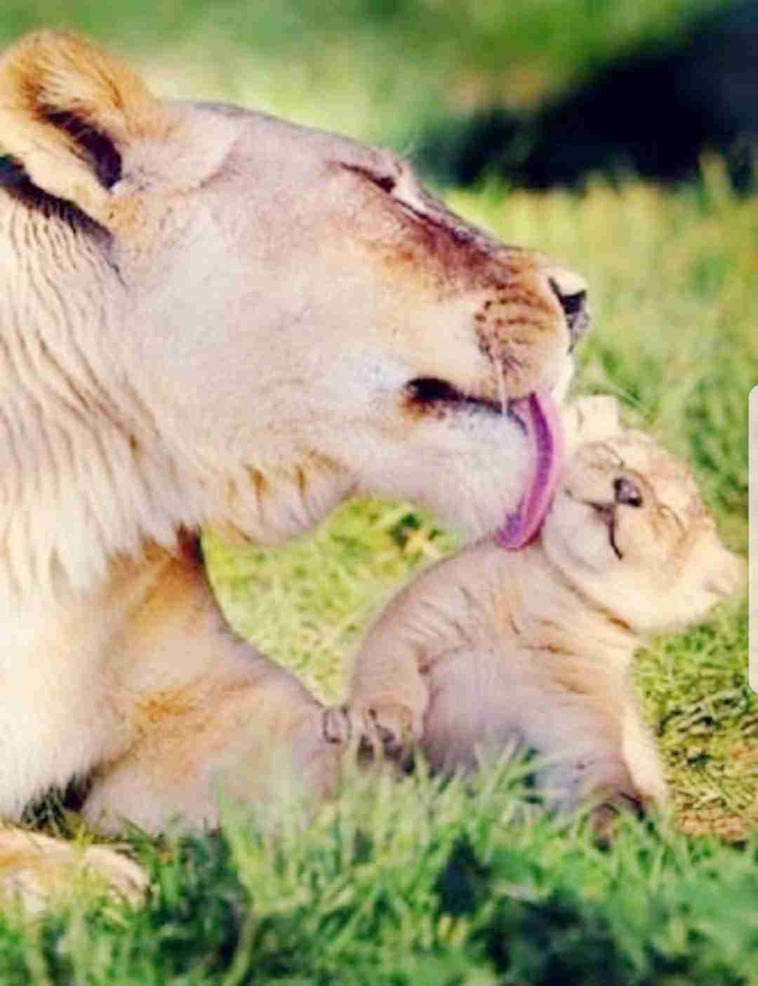 【画像】動物の子供達