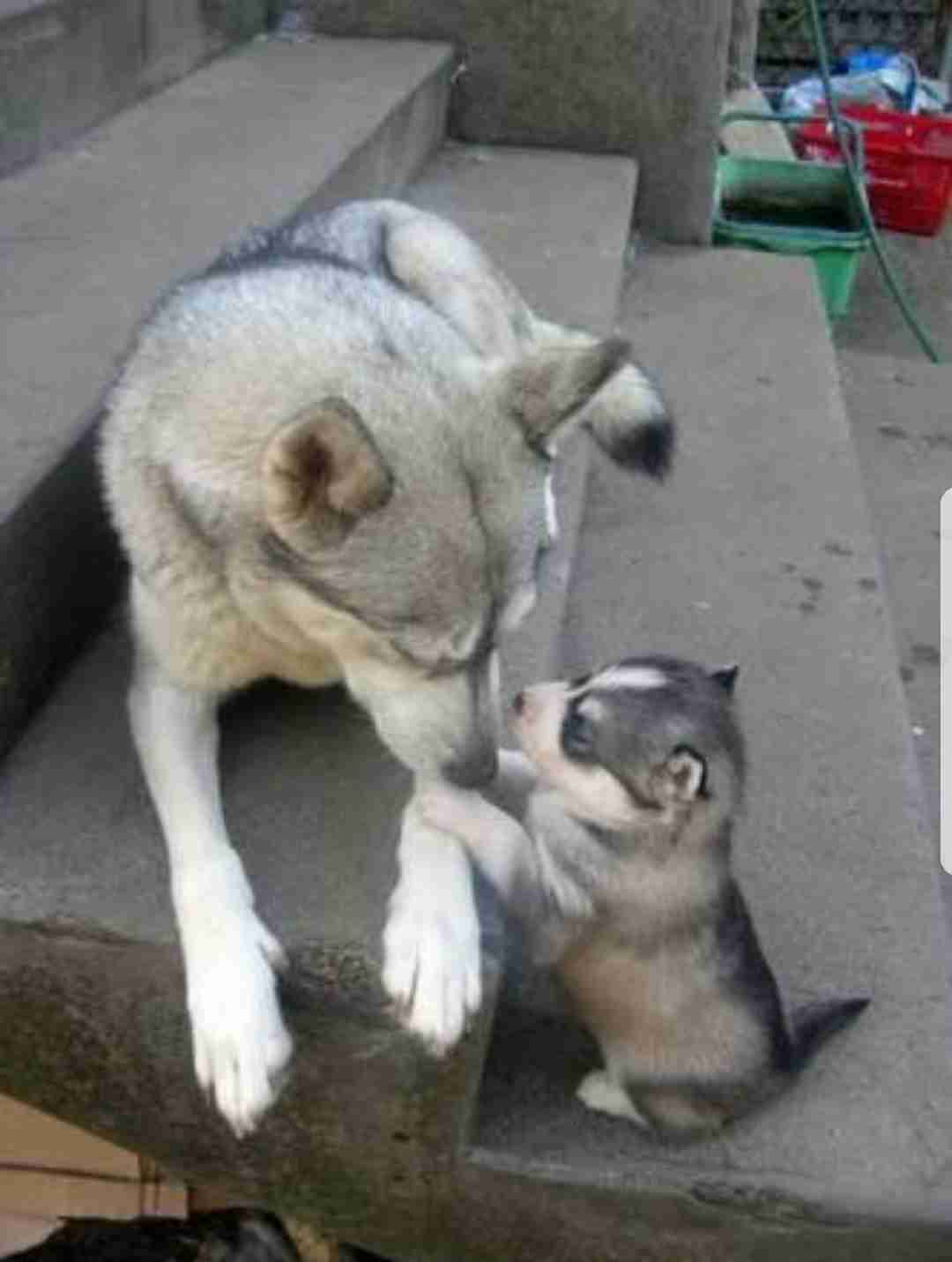 【画像】動物の子供達