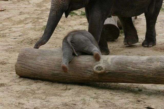 【画像】動物の子供達