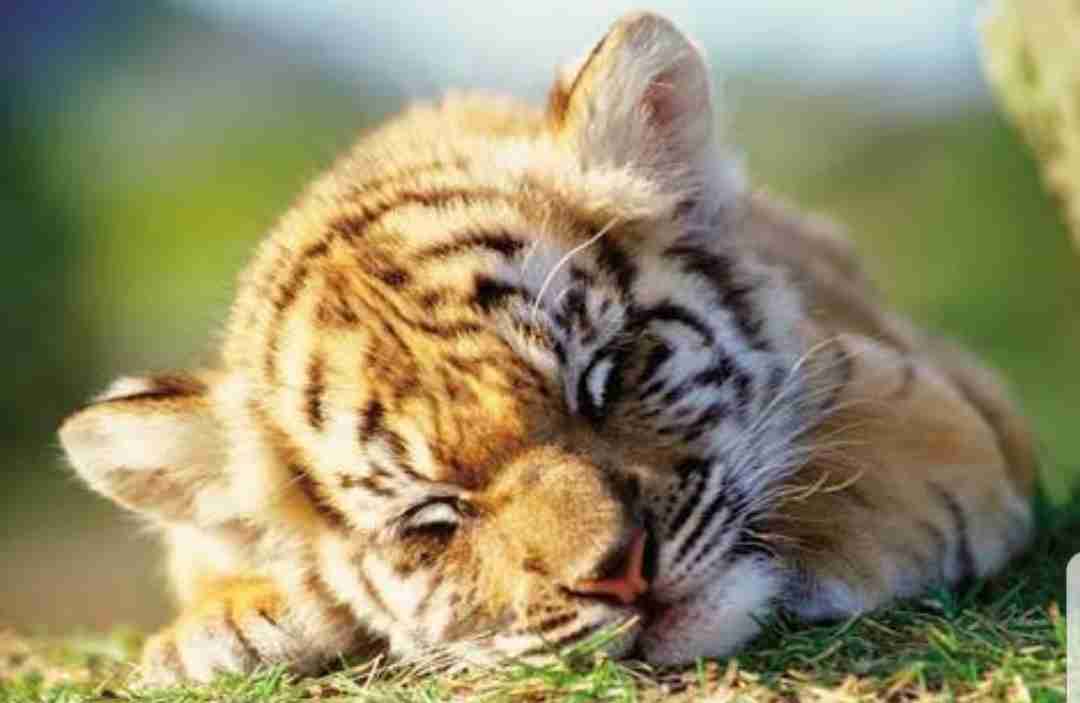 【画像】動物の子供達