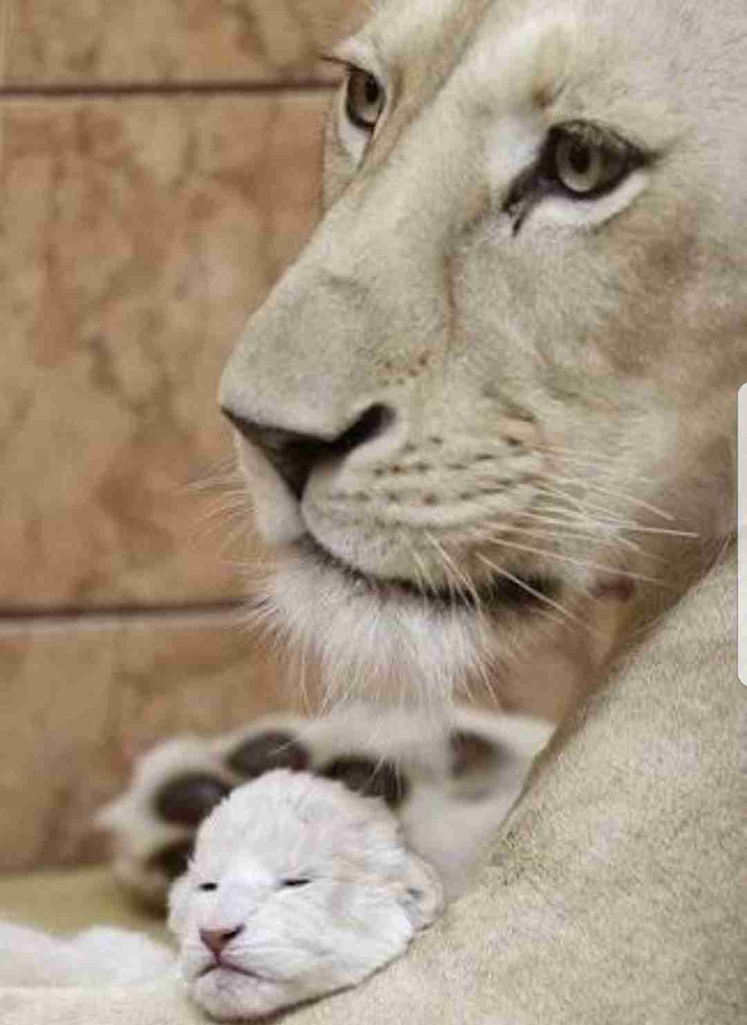 【画像】動物の子供達