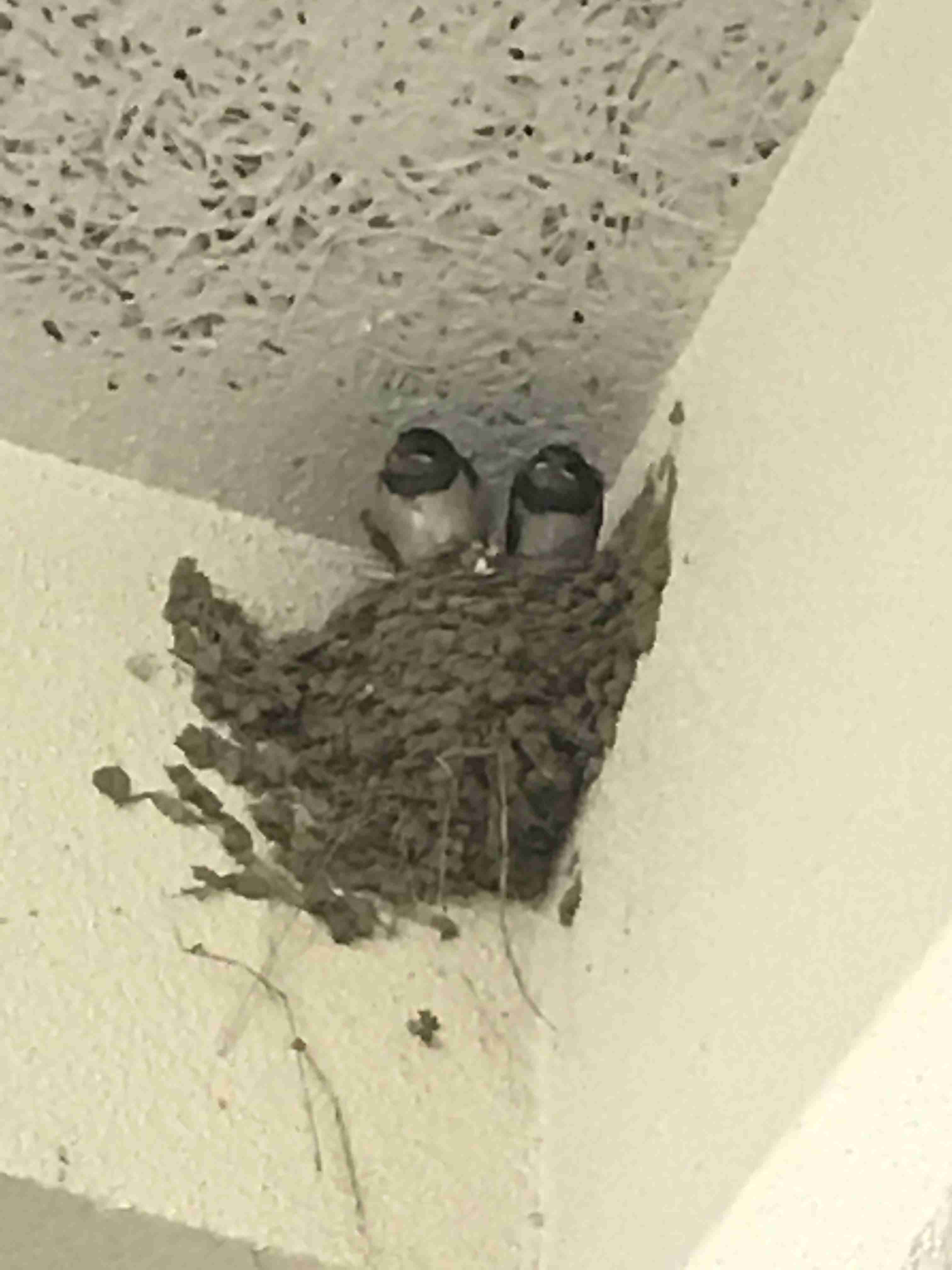 【画像】動物の子供達