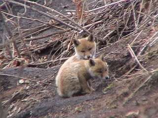 【画像】動物の子供達