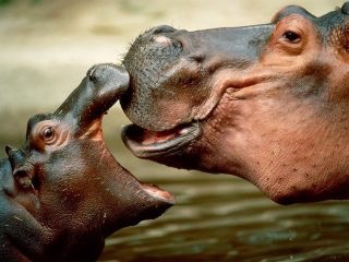 【画像】動物の子供達