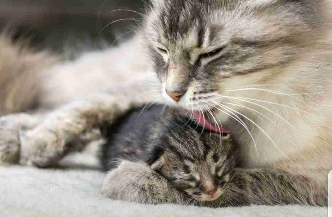 【画像】動物の子供達