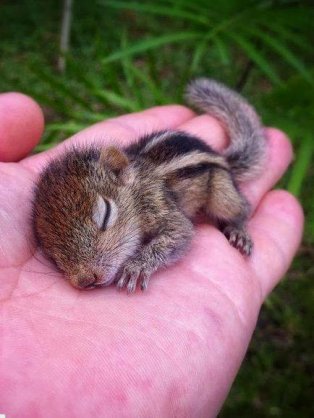 【画像】動物の子供達