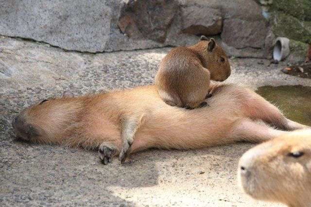 【画像】動物の子供達