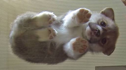【画像】動物の子供達