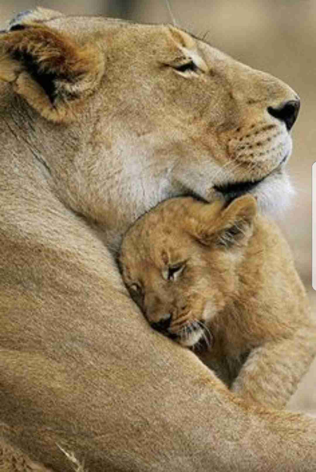 【画像】動物の子供達
