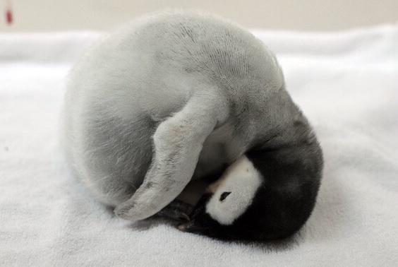 【画像】動物の子供達
