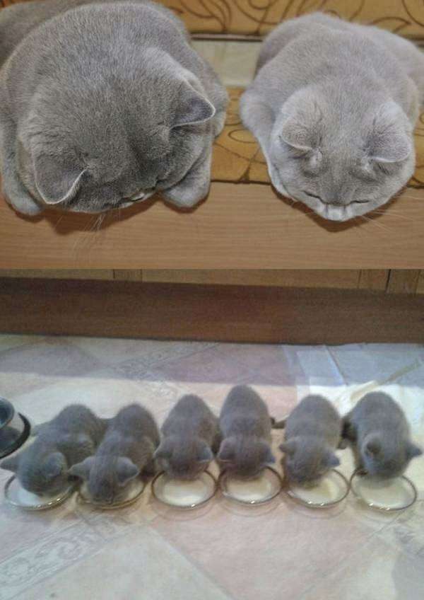 【画像】動物の子供達