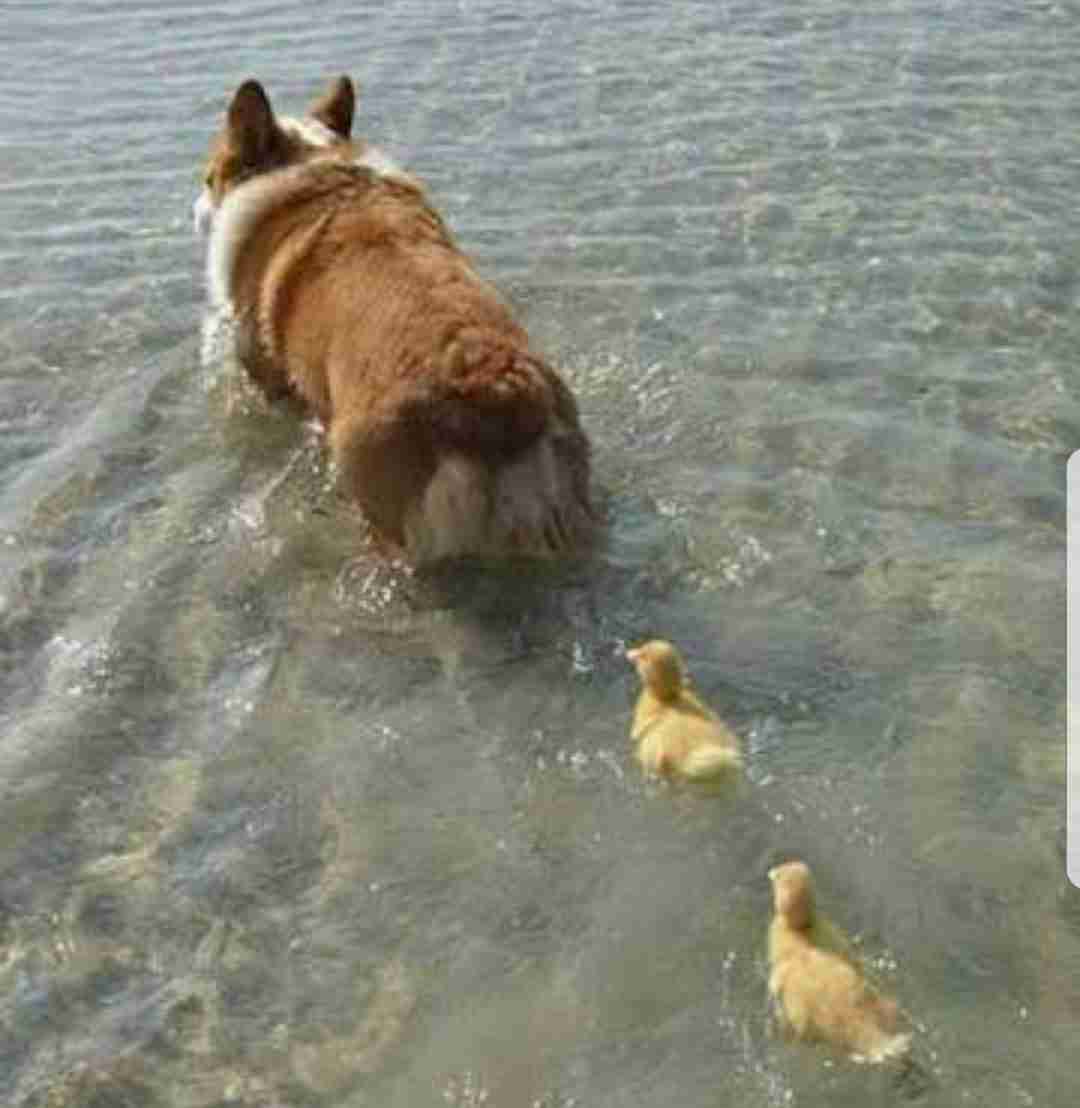 【画像】動物の子供達