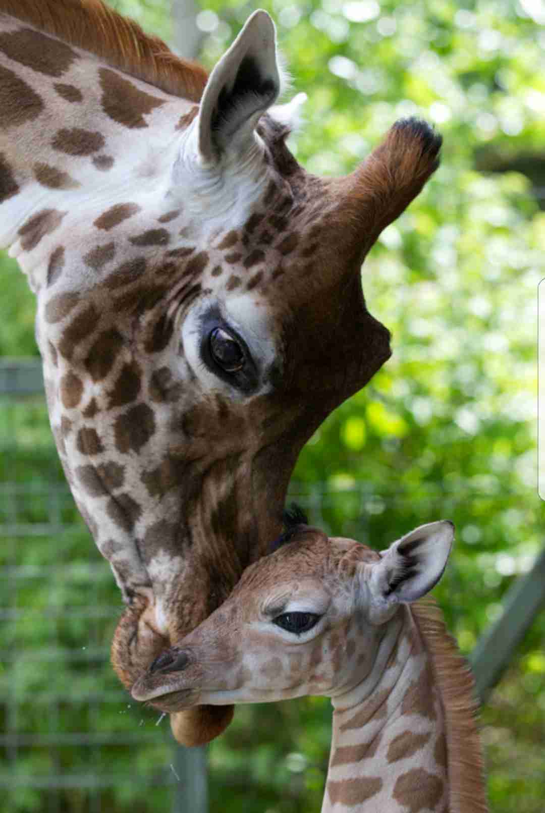 【画像】動物の子供達