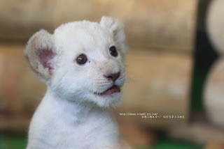 【画像】動物の子供達