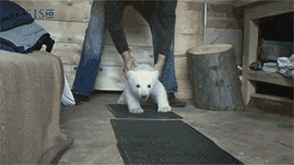 【画像】動物の子供達