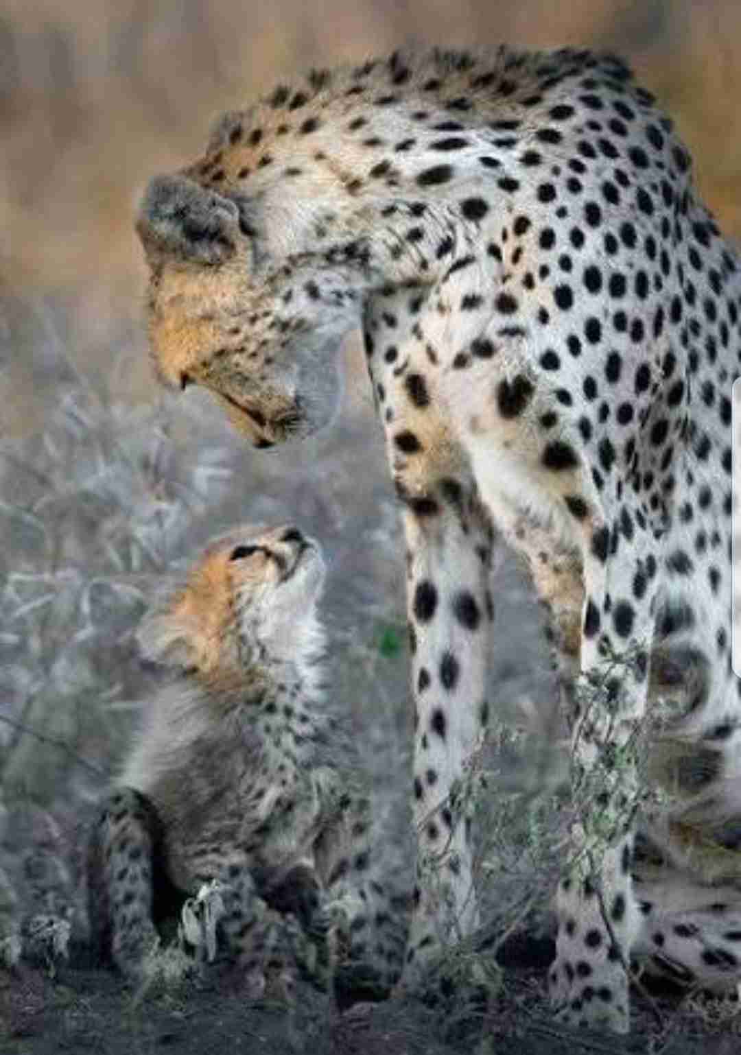 【画像】動物の子供達