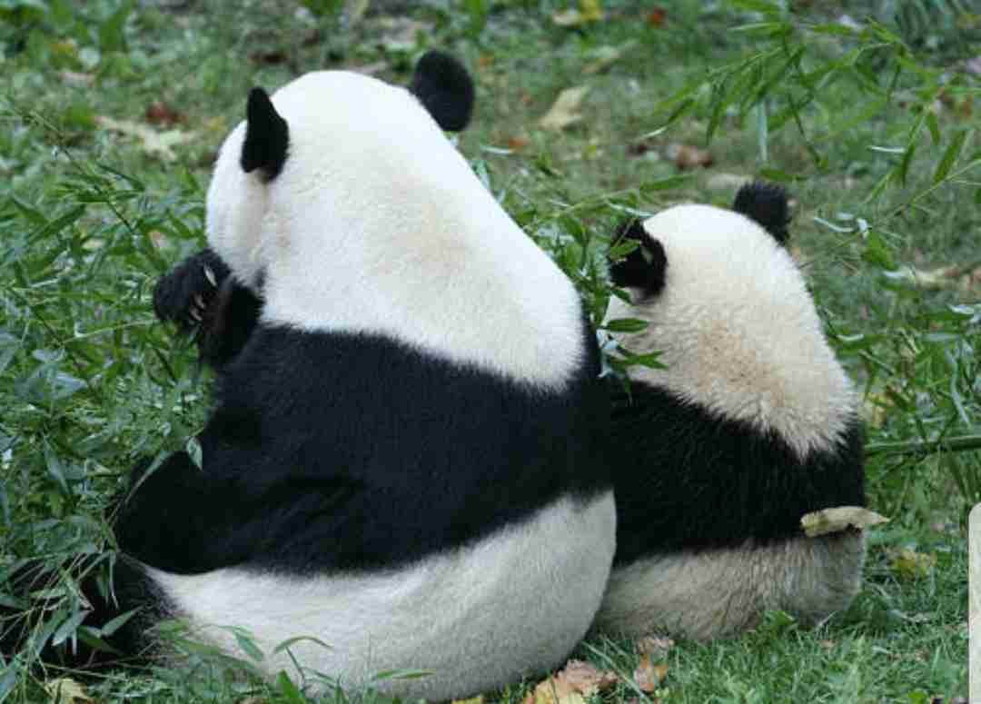 【画像】動物の子供達