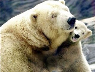 【画像】動物の子供達