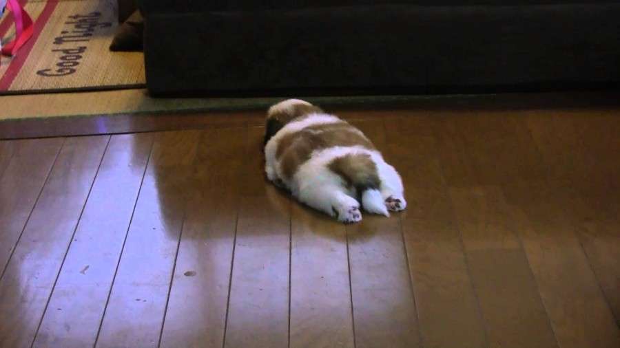 【画像】動物の子供達