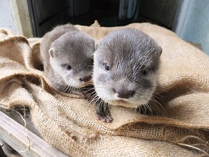 【画像】動物の子供達