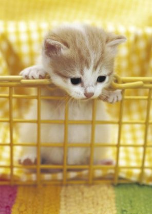 【画像】動物の子供達