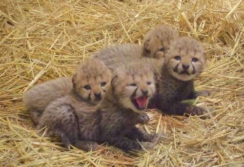 【画像】動物の子供達