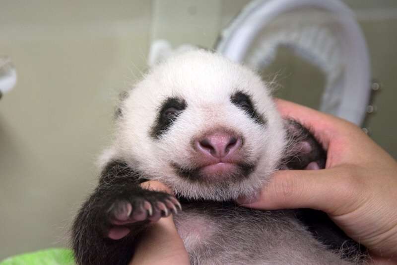 【画像】動物の子供達