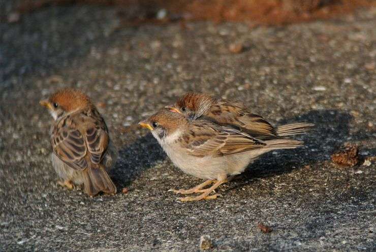 【画像】動物の子供達