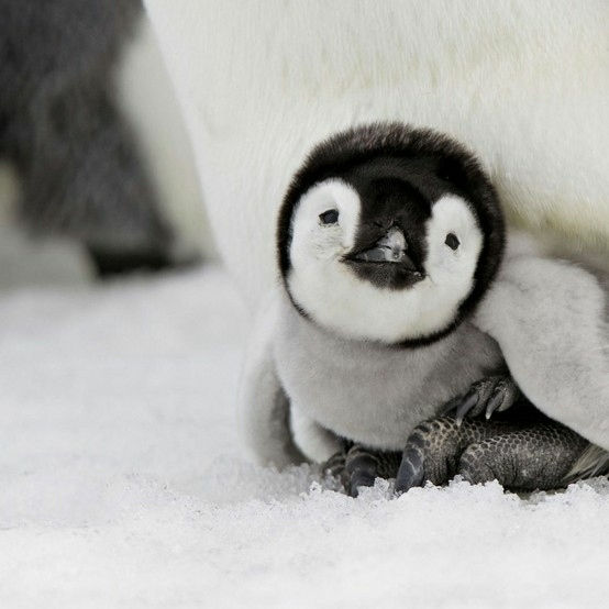 【画像】動物の子供達