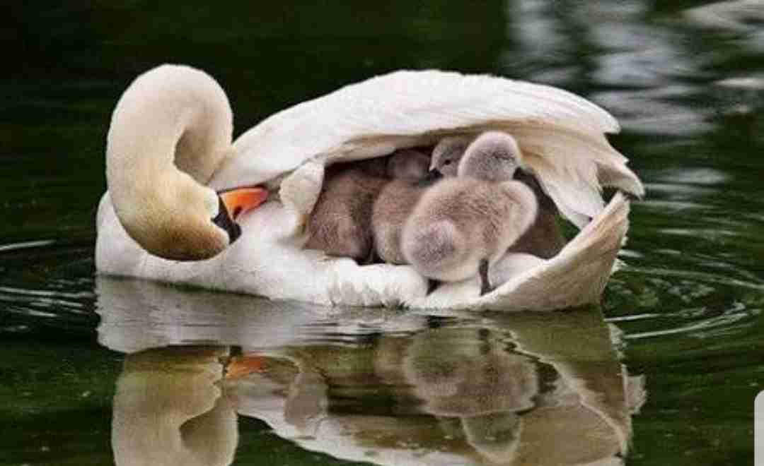【画像】動物の子供達