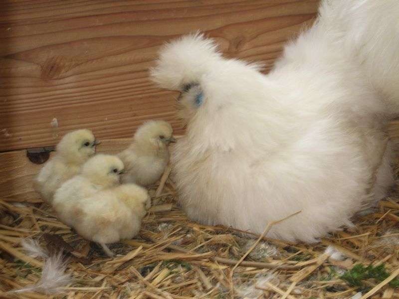 【画像】動物の子供達