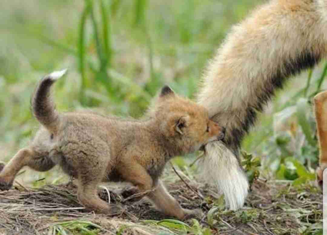 【画像】動物の子供達