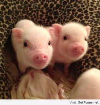 【画像】動物の子供達