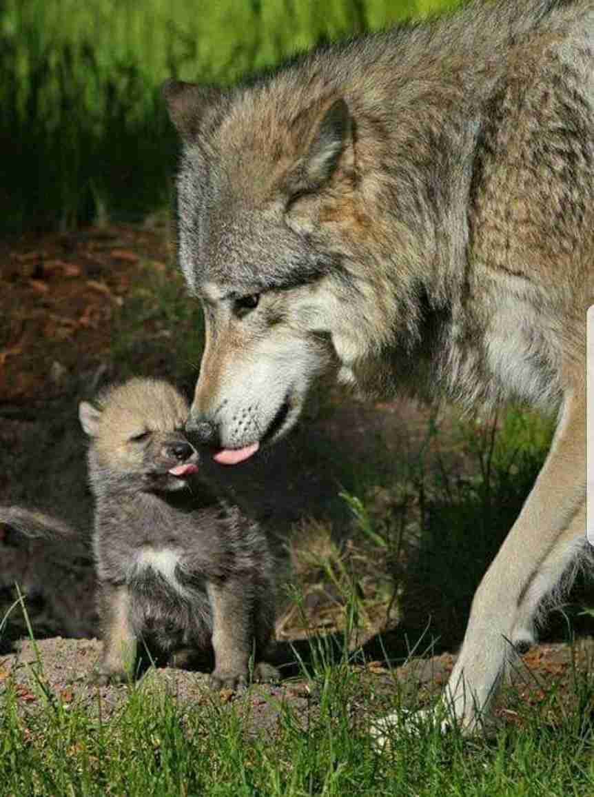 【画像】動物の子供達