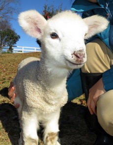 【画像】動物の子供達