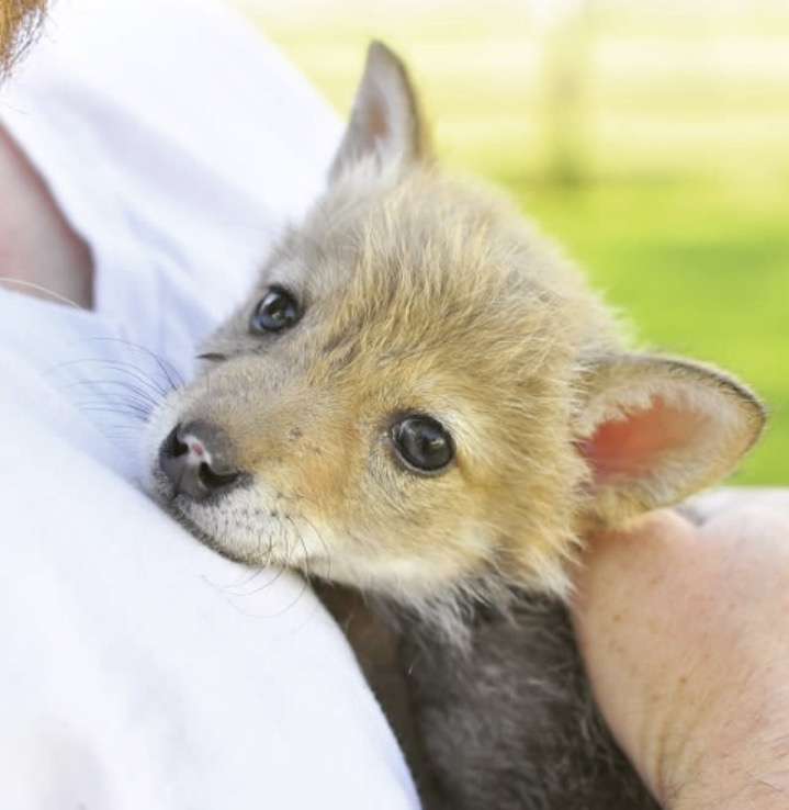 【画像】動物の子供達