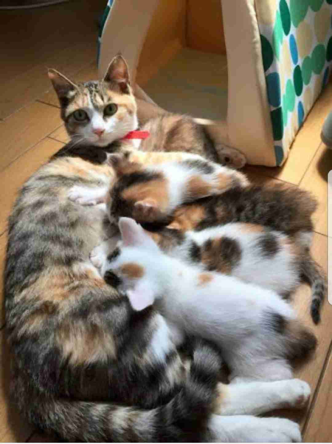 【画像】動物の子供達