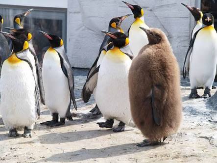 【画像】動物の子供達